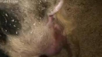Brutal farm animal banged a big-ass babe from behind