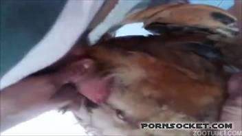 Insane amateur footage of a dude banging his canine roughly