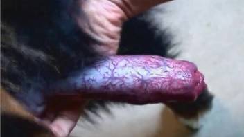 Perverted man strokes his hard shaft using his animal's textured penis
